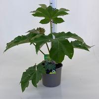 Tetrapanax papyriferum