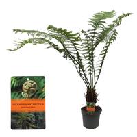 Dicksonia Antarctica (Tasmanian Treefern)