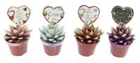 Echevaria miranda 2 colors + love label