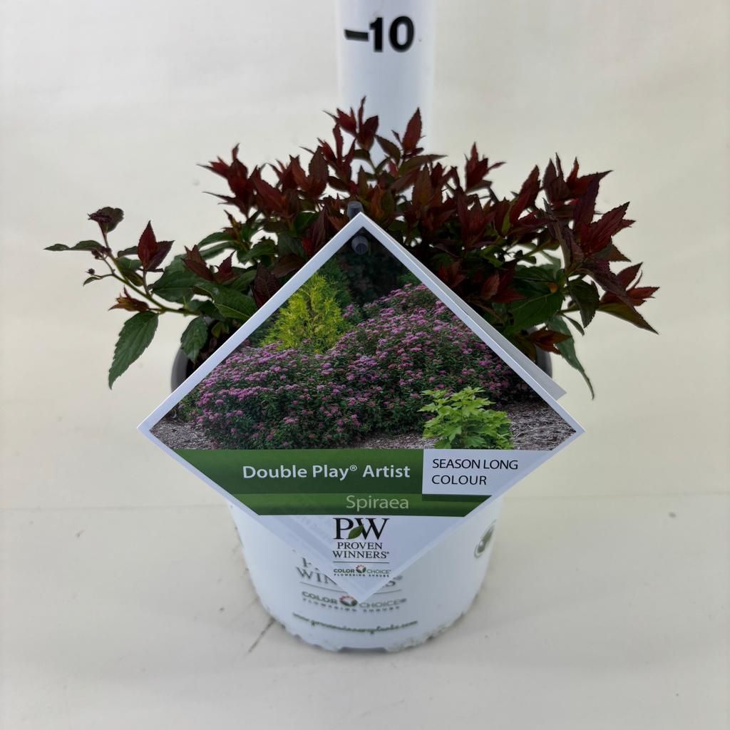 Picture of Spiraea Double Play ® Artist P19 (3 Ltr)