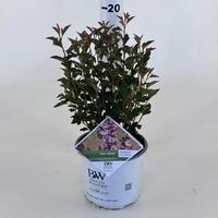 Physocarpus opu. Tiny Wine