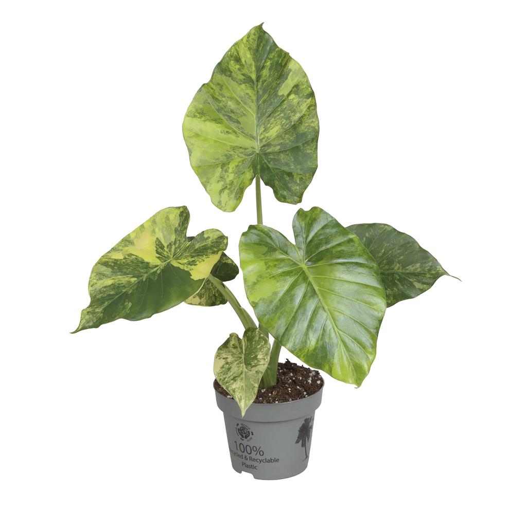 Picture of Alocasia Macrorrhiza Aurea Variegata P12 30CM