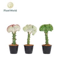 Euphorbia lactea Cristata Mix 10,5cm
