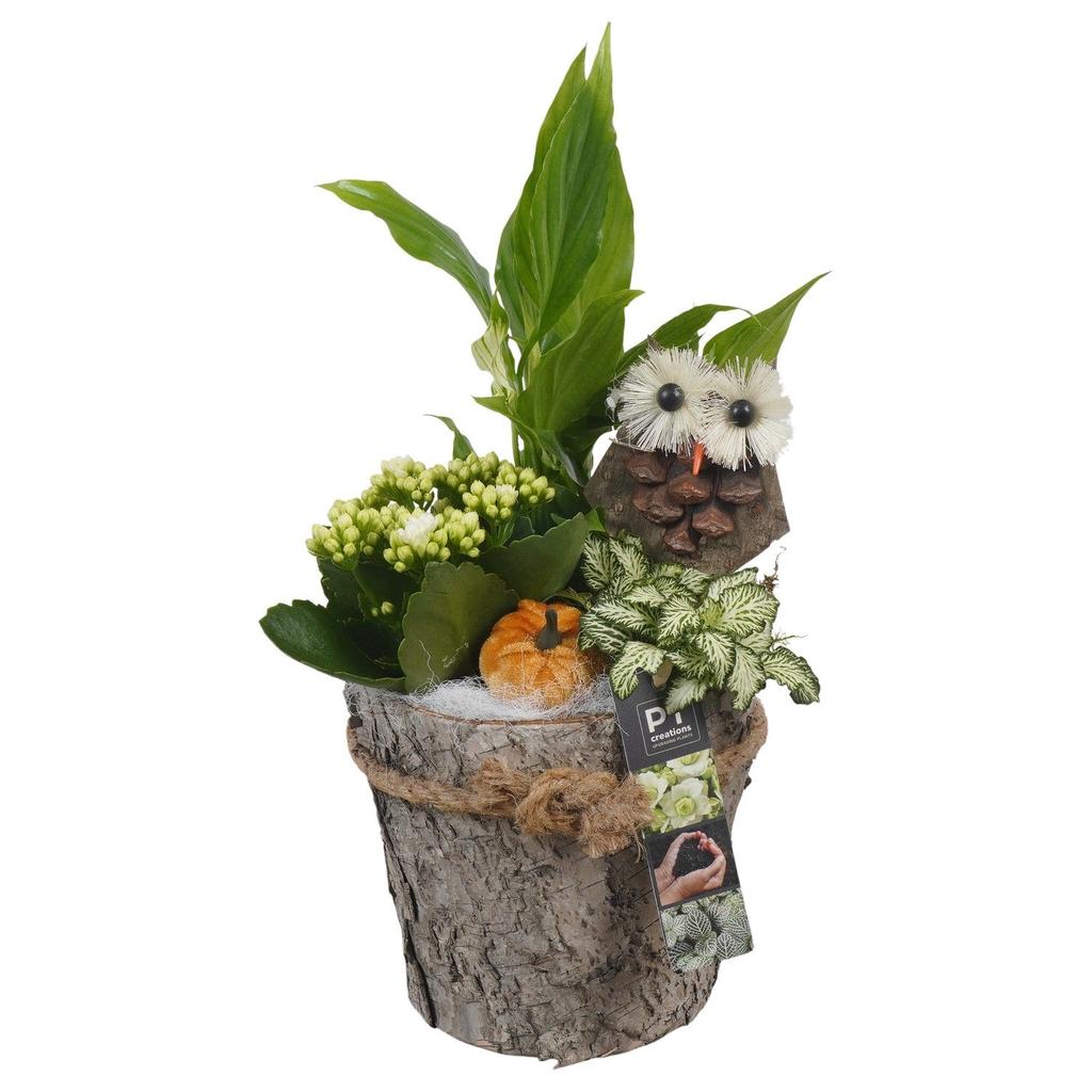Picture of PTHI5476 Arrangement Autumn indoor in wooden pot P15 37CM