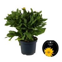 Sunbeckia Ophelia
