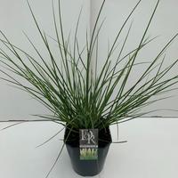 Cortaderia sell. Green Minipampas