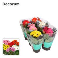 Gerbera in varieties 2+ flowers in sleeve