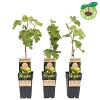 Vitis vin. Supaga (extra winterhardy)