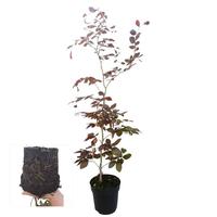 Fagus syl. Atropunicea