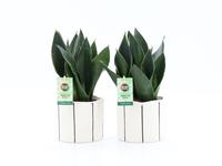 Sansevieria Black Diamond in Banksy ceramic