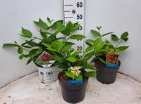 Calycanthus in varieties