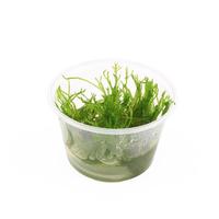 Taxiphyllum Spiky mos CUP - Tray 3 × 100 £ 3.22 (Tray) £ 3.18 Shelf £ 3.17 Trolley Tray £ 3.22 × 3 (0.2%)