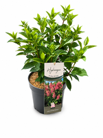 Hydrangea Pan. Pinky Winky