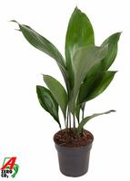 Aspidistra elatior 9+ Leafs