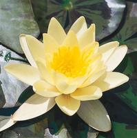 Nymphaea Yellow - 40cm basket