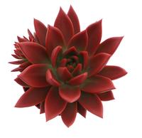 Echeveria Miranda Rainbow red
