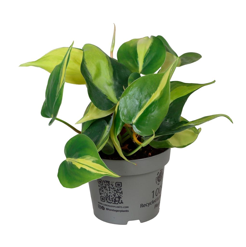 Obrazek Philodendron Brasil P12 20CM
