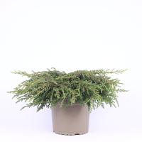 Juniperus com. Repanda