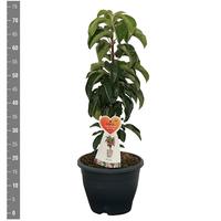 Malus dom. Pillar Apple