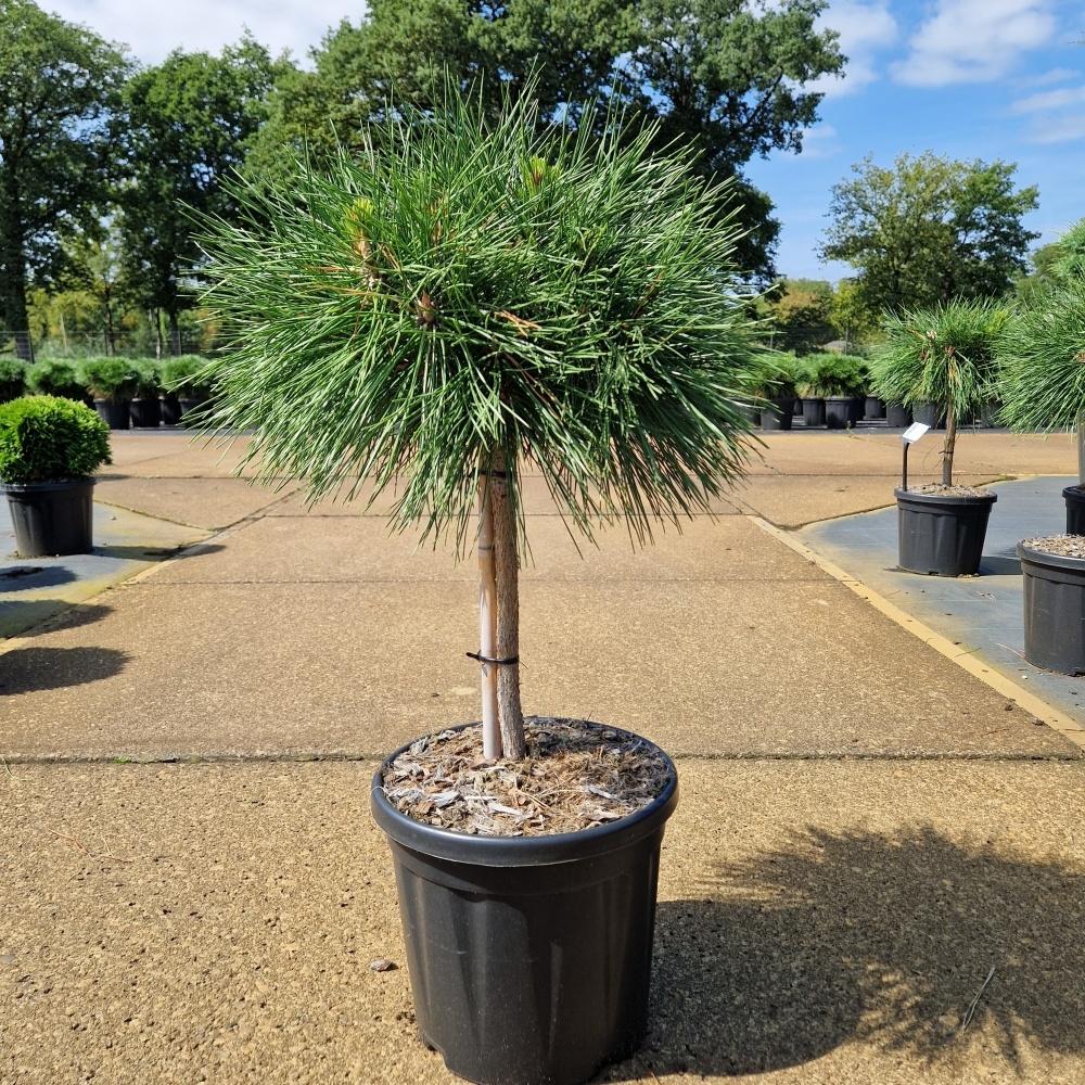 Obrázek Pinus nigra Brepo C8 30/STD-25-30-HEAD