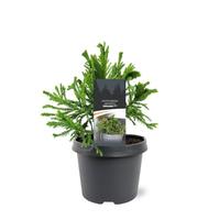 Cryptomeria jap.Serama (pbr)