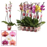 Phalaenopsis hybrid in varieties long Scenza