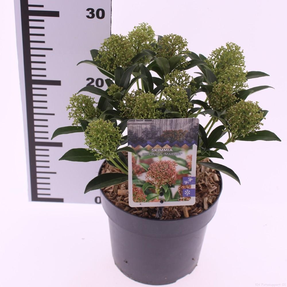 Picture of Skimmia jap. Marlot' P17 (2 Ltr)