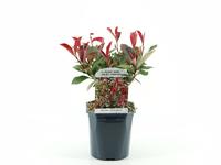 Photinia fras. Carre Rouge