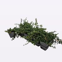 Cotoneaster proc. Streib's Findling