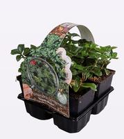 Pachysandra term. Green Sheen