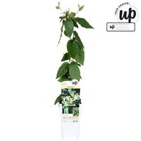 Lonicera sim. var. Delavayi
