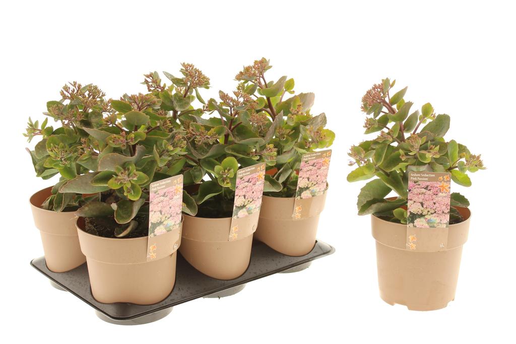 Picture of Sedum Seduction Pink Passion P15