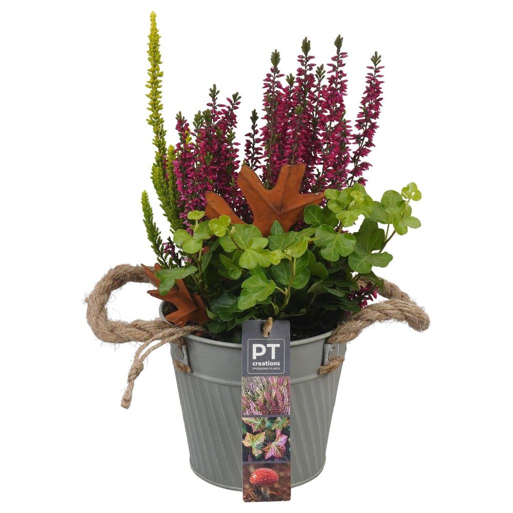 Image de PTHO4107 Arrangement Autumn Outdoor in metal pot P13 30CM