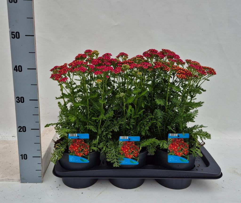 Billede af Achillea mil. Milly Rock Red P17 (2 Ltr)