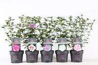 Hibiscus syriacus Chiffon in varieties