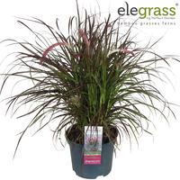 Pennisetum adv. Tiny Tails