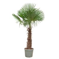 Trachycarpus fortunei (003)