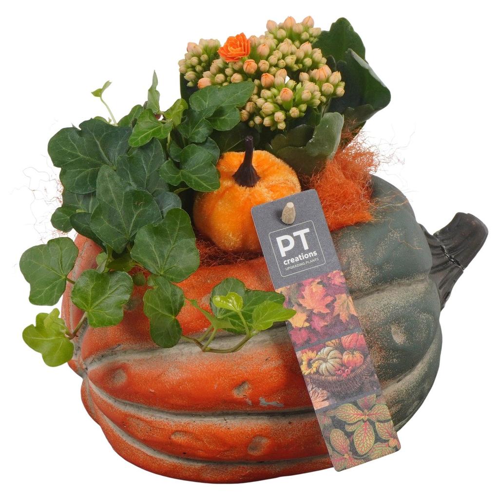 Picture of PTHI5486 Arrangement Autumn indoor in concrete pot P18 20CM