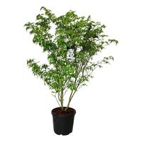 Cornus kousa Weisse Fontaine