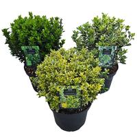 Euonymus jap. Colour Mix