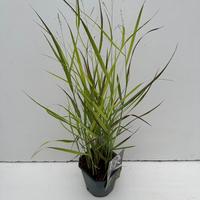 Panicum virg. Sangria