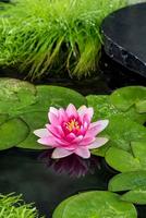 Nymphaea Charles de Meurville
