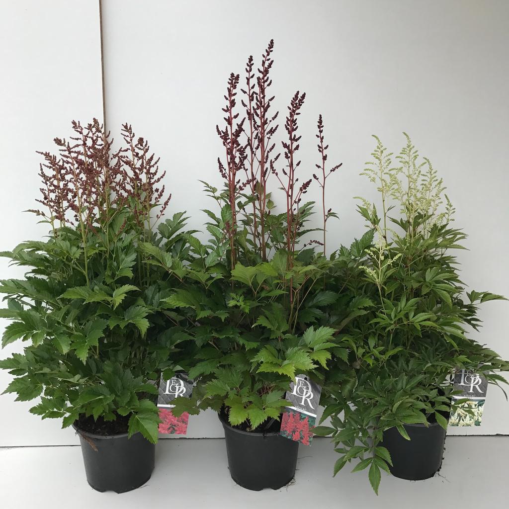 Picture of Astilbe in varieties P19 (3 Ltr)