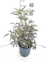 Sambucus nigra Black Lace®