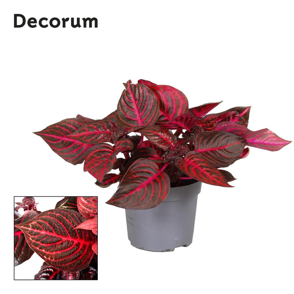 Picture of Iresine Herbstii Rich Redstar Decorum P13 20CM