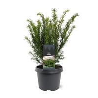 Taxus media Farmen