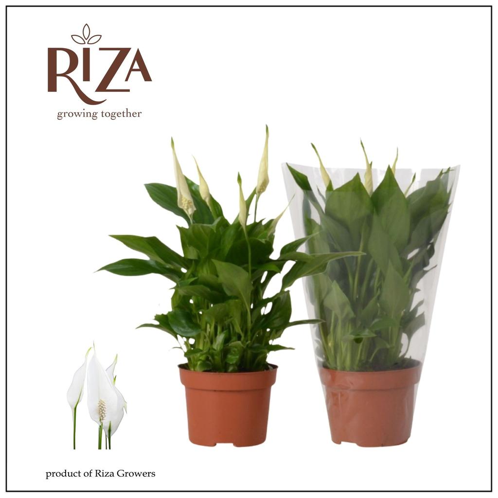 Picture of Spathiphyllum Rondo P10.5 30CM