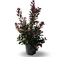 Cotinus coggygria Dusky Maiden