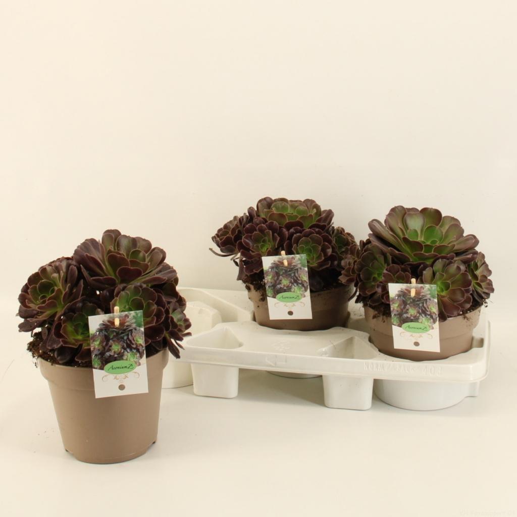 Obrázek Aeonium Arboreum P17 25CM