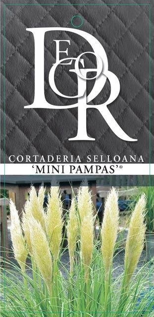 Picture of Cortaderia sell. Mini Pampas P23 (5 Ltr) SQUARE